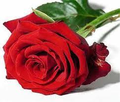 08 de março - Homenagem a mulher com Jantar Dançante